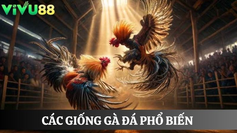 chọn giống Đá gà Vivu88