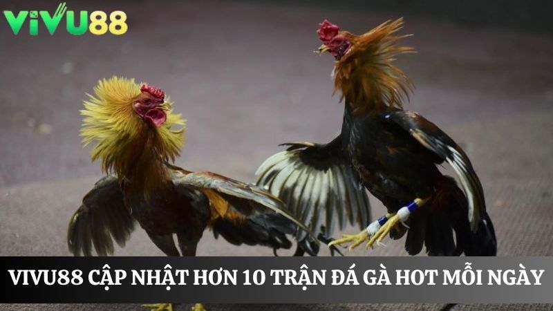 Đá gà Vivu88 đỉnh cao mỗi ngày