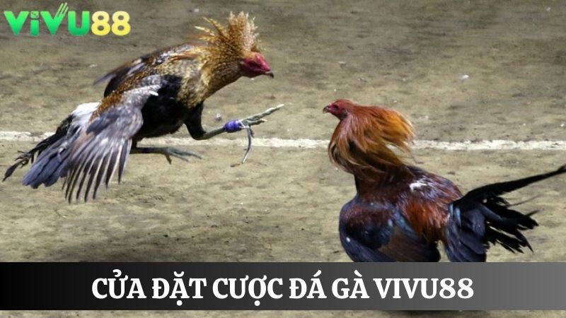 Cửa đặt cược Đá gà Vivu88