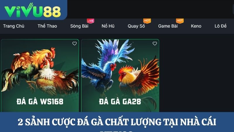 2 sảnh Trực tiếp đá gà Vivu88