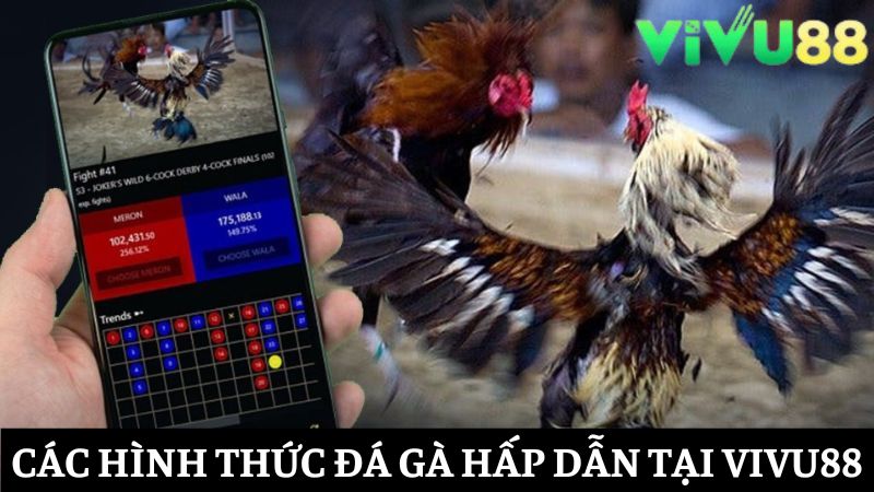 những hình thức đá gà Vivu88