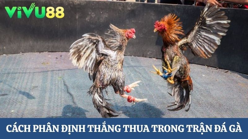 cách phân định thắng thua trong Trực tiếp đá gà Vivu88