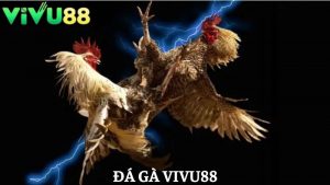 đá gà Vivu88