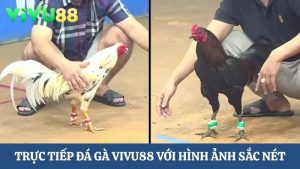 Trực tiếp đá gà Vivu88 sắc nét