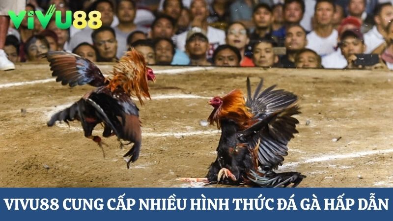 Trực tiếp đá gà Vivu88
